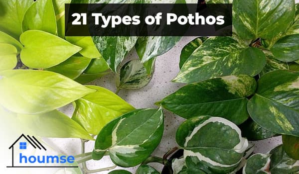 21 Types of Pothos with Pictures (Rare & Common)