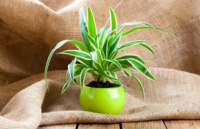 Spider Plant Grow and Care Guide