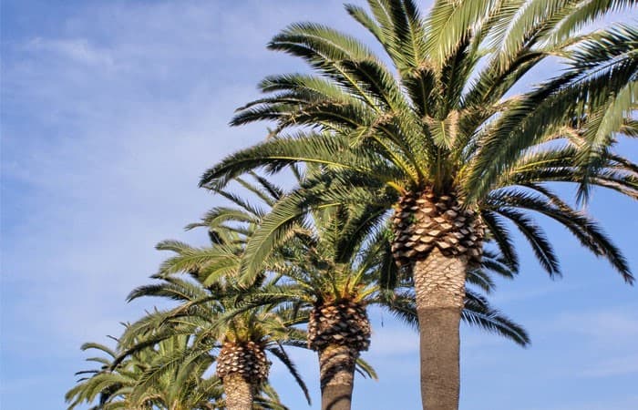 Your Complete Pineapple Palm Tree Guide