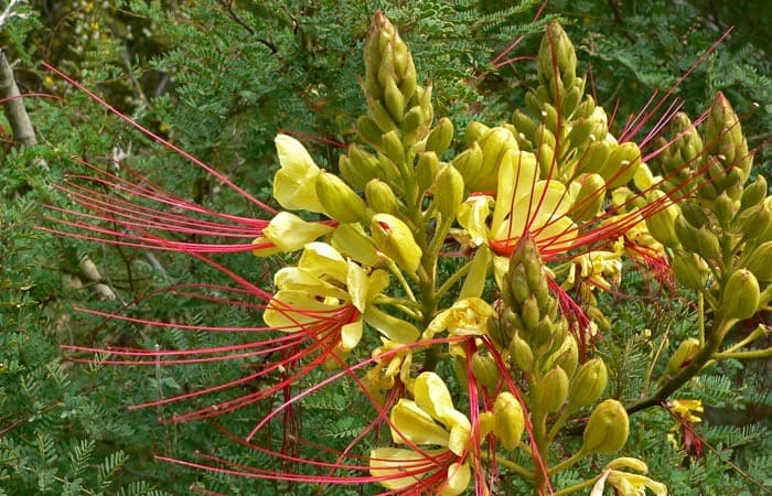 Yellow Bird of Paradise