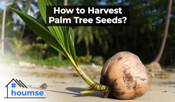 Palm Tree Seeds: Harvesting & Growing Guide