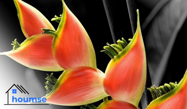 How to Grow False Bird of Paradise (Heliconia)