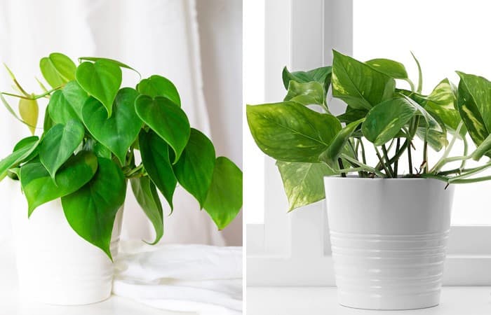 Pothos vs Philodendron: How to Tell the Difference