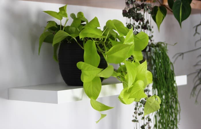 Neon Pothos Care and Propagation Guide