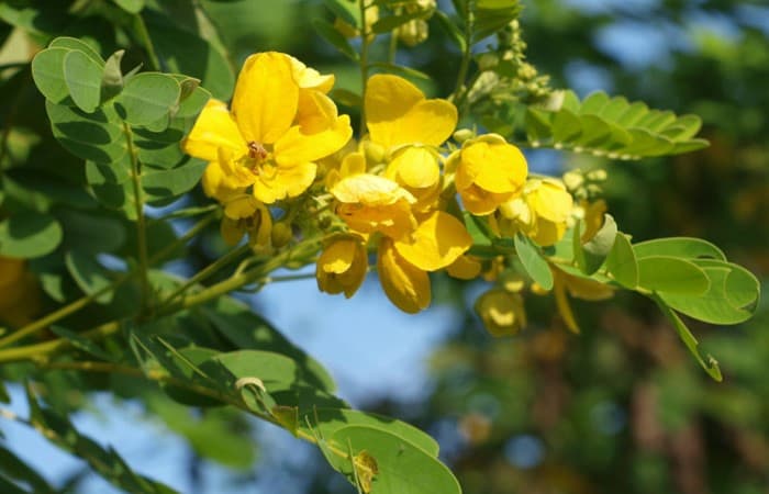 Mexican Bird Of Paradise Plant (Caesalpinia Mexicana)