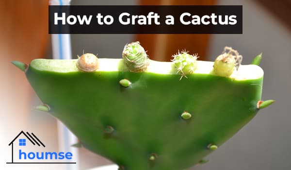 Grafting Cactus: Step by Step Guide + Care Tips