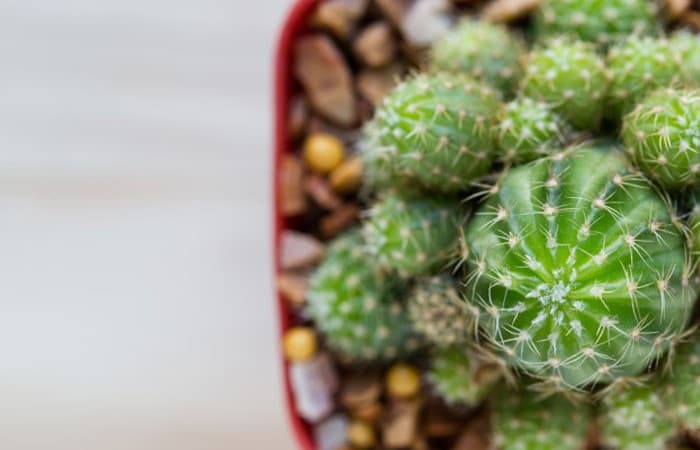 How to Repot a Cactus | Repotting a Cactus