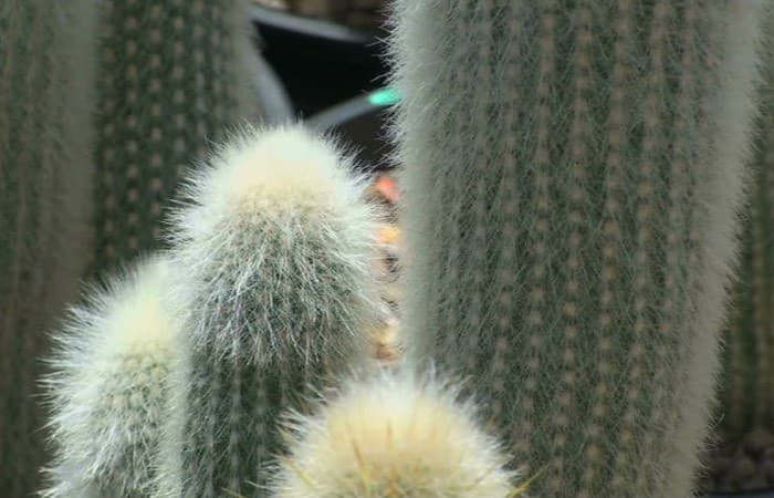 15 Types of Hairy Cactus + Care Tips