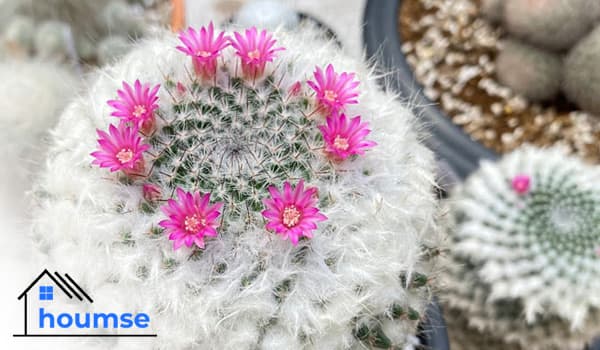 Old Lady Cactus Care & Propagation (Mammillaria hahniana)