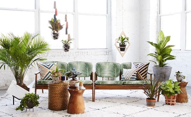 Decorating with Plants, Where & How? (Complete Guide)