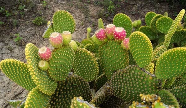 Opuntia Microdasys (Bunny Ears Cactus) Care & Info