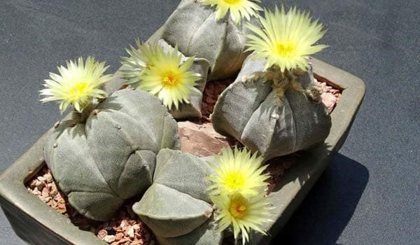 Astrophytum Myriostigma (Bishop&#8217;s Cap Cactus) Complete Guide