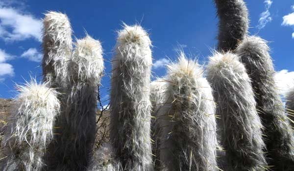 Old Man Cactus Care & Grow Tips (Complete Guide)