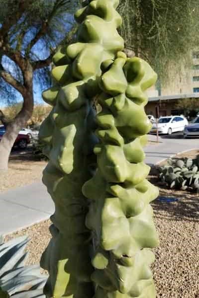 Totem Pole Cactus: Pachycereus Schottii Monstrosus Care