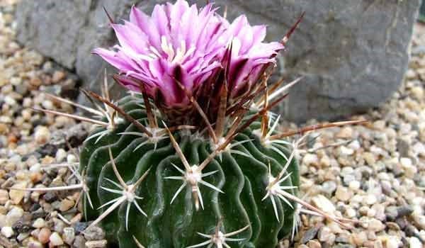 Stenocactus Multicostatus (Brain Cactus) Guide