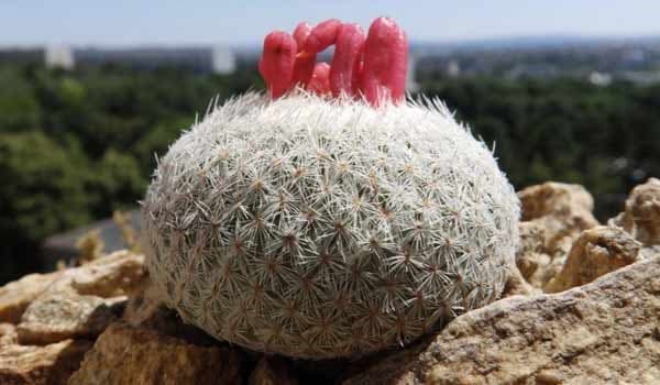 Epithelantha Micromeris (Button Cactus) Guide