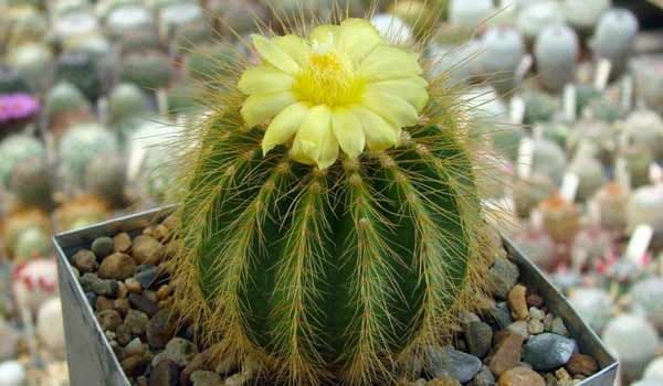 Parodia Magnifica (Ball Cactus) Grow & Care Guide