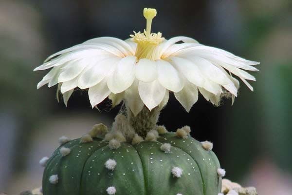 Star Cactus Care | Astrophytum Asteria Full Guide