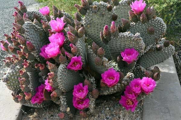 Everyting about Opuntia Basilaris ‘Beavertail Cactus’