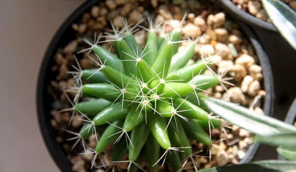 Mammillaria Longimamma Guide + Grow & Care Tips