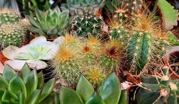 Fascinating Cactus Facts You Must Know!