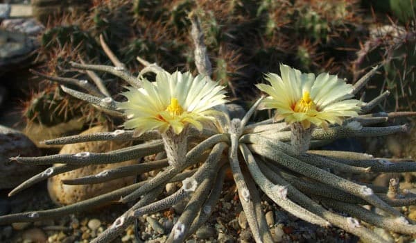 Astrophytum Caput-Medusae Grafting & Care Guide