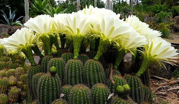 Echinopsis Cactus (Sea Urchin Cactus) Full Guide