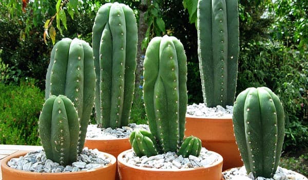 Growing San Pedro Cactus (Trichocereus pachanoi)