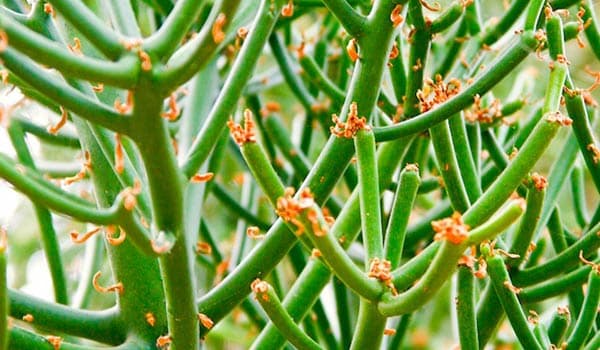 Pencil Cactus Care (Euphorbia)