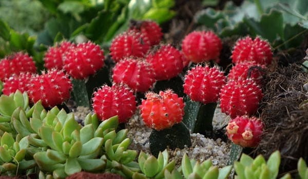 Moon Cactus Care; How to Grow Moon Cactus