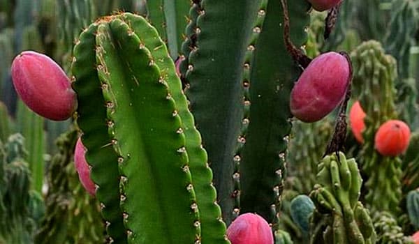 Peruvian Apple Cactus Care & Grow Tips