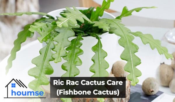 Ric Rac Cactus Care Guide (Fishbone Cactus)