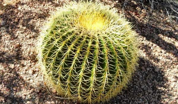 Golden Barrel Cactus Care (Echinocactus Grusonii)