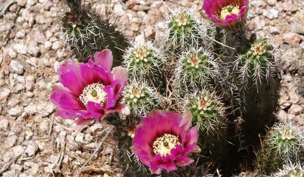 Hedgehog Cactus Care (Full Guide)