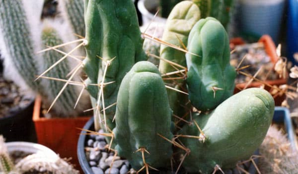 Penis Cactus Care Guide (Trichocereus Bridgesii Monstrose)