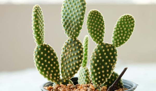 Bunny Ear Cactus Care & Grow Guide