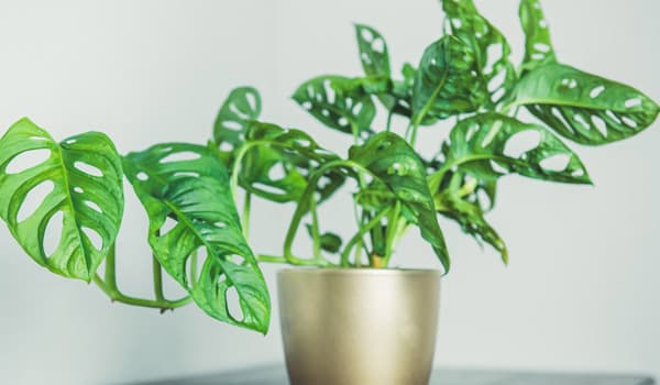 Swiss Cheese Plant Care Guide (Monstera Adansonii)