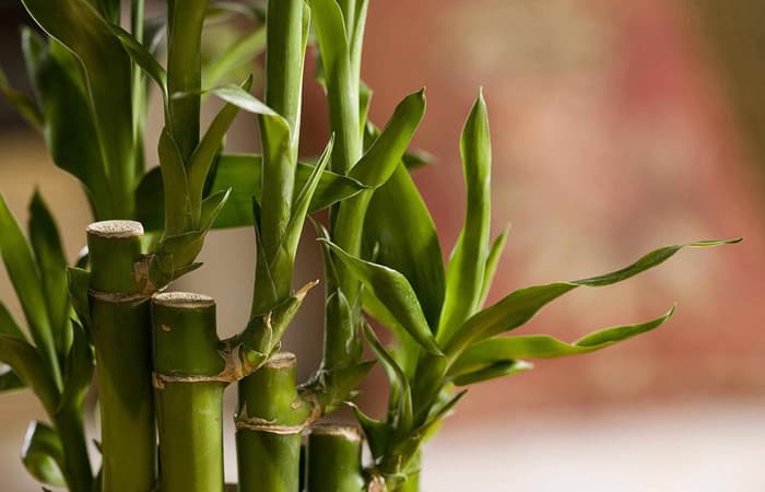 Lucky Bamboo Care Guide (for Bamboo Plants Indoor)