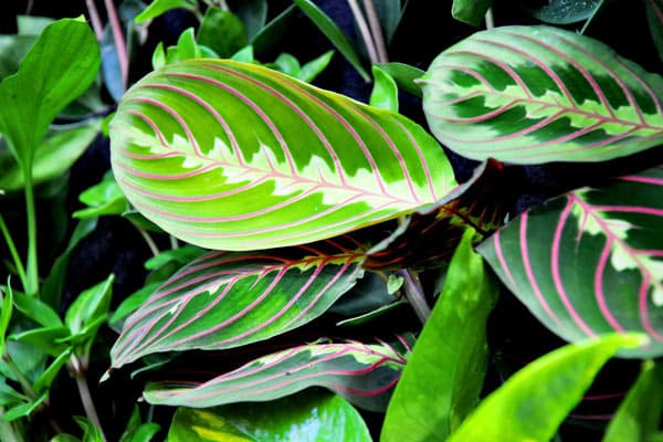 Prayer Plant Care Guide (Maranta Plant)