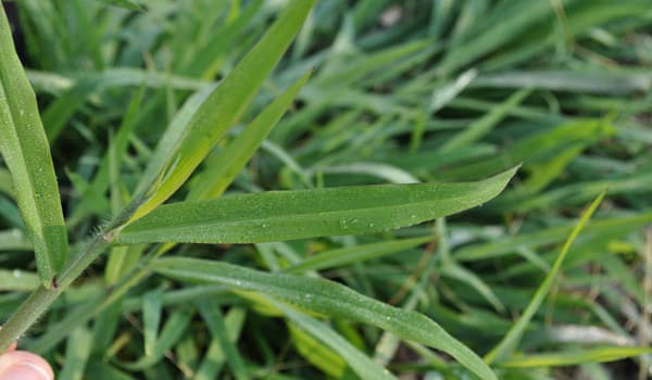 What Is Crabgrass? How to Kill It FOREVER?