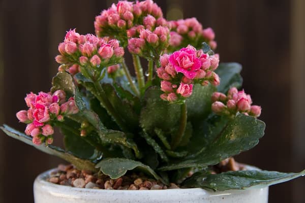 Kalanchoe Plant Care & Grow Guide