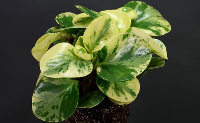 Peperomia Plant Care Guide + Popular Varieties