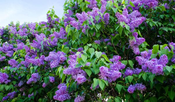 Lilac Bush Care Guide + 8 Popular Types