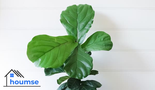 Fiddle Leaf Fig Tree Indoor Care (Full Guide)