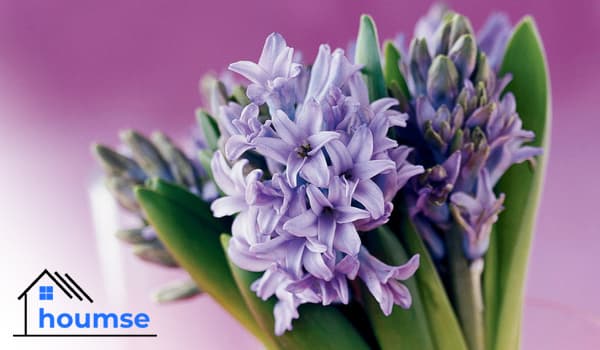 Hyacinth Flower: Hyacinth Care Indoors & Outdoors