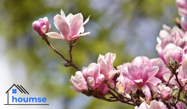 Top 15 Types of Magnolia Trees for Your Garden