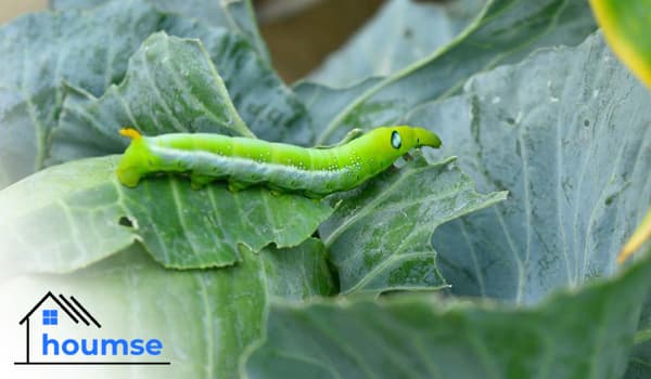 How To Get Rid Of Cabbage Worm & Prevent Them