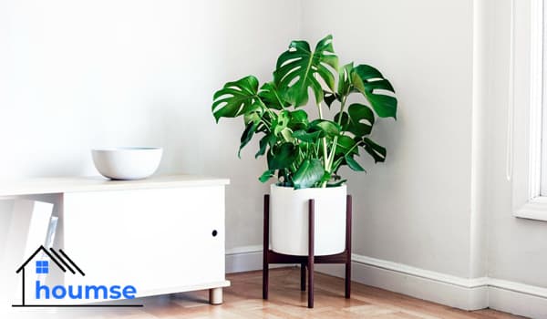 Monstera Deliciosa: How to Care for Monstera Plant?