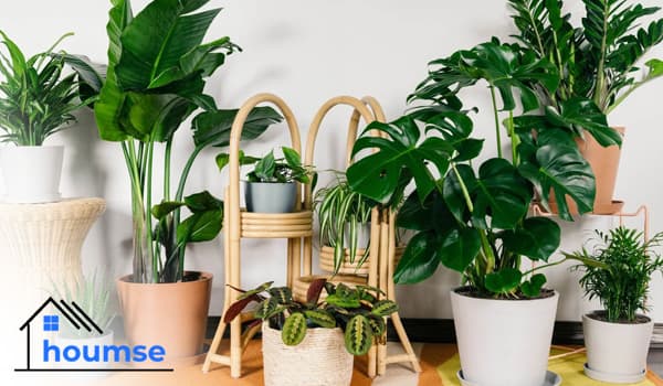 +30 Easy Houseplants for Beginners