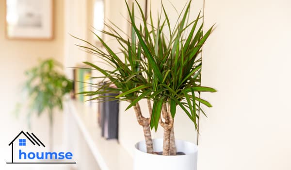 Dracaena: Corn Plant Care Indoors (Full Guide)